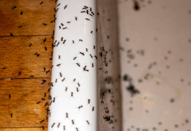 Insect Control in Ridgeville, SC
