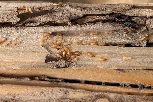 Ridgeville, SC Pest Control Company